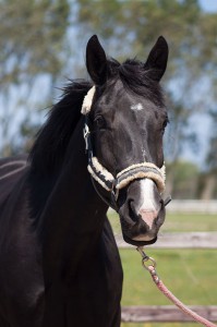 Blacky (1)